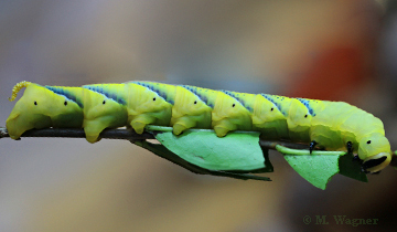 Acherontia-atropos_-caterpillar