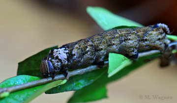 Acherontia-atropos_-dark-caterpillar