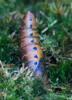 Acherontia-atropos_Chrysalis