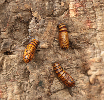 African-Peach-Moth-Chrysalis