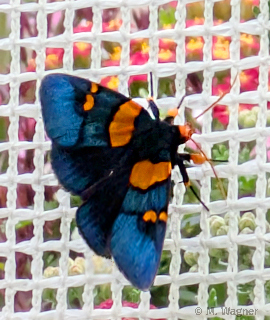African-Peach-Moth-dorsal