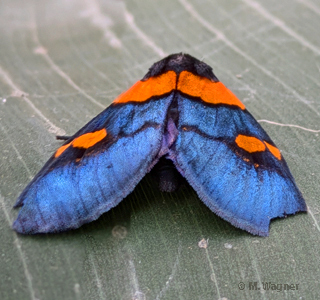 African-Peach-Moth