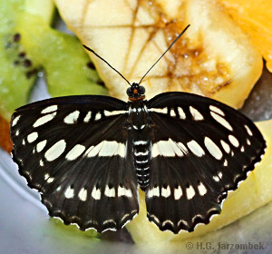 Asiatischer-Eisvogel_vergorene-Banane