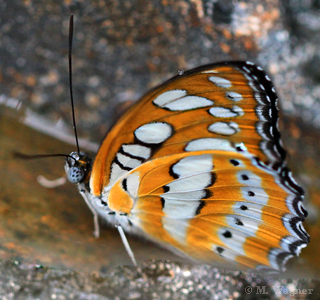 Asiatischer Eisvogel Athyma perius