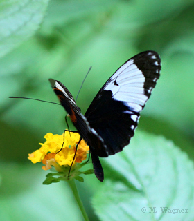 Blauer-Passionsblumenfalter-an-Wandelröschen