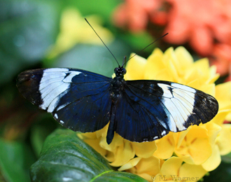 Blauer-Passionsblumenfalter_dorsal