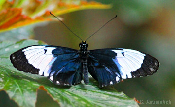 Blauer-Passionsblumenfalter_dorsal