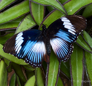 Blaues Diadem  Hypolimnas salmacis