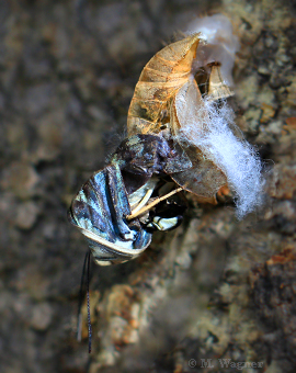 Blue-Clipper-hatches-from-its-pupa.