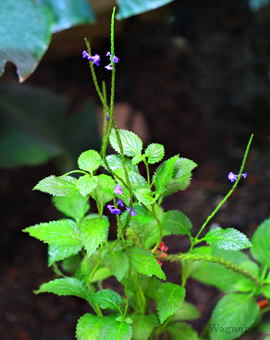 Blue Porterweed (Stachytarpheta jamaicensis)