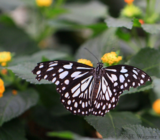 Blue Tiger dorsal Tirumala limniace