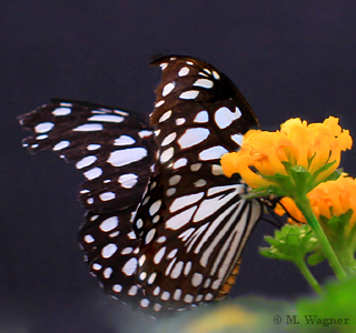 Blue Tiger Butterfly  Tirumala limniace