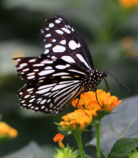 Blue-Tiger-Butterfly