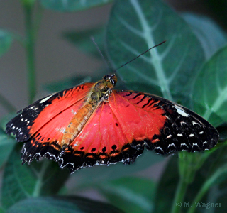 Bortenfalter Cethosia biblis