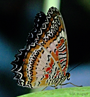 Bortenfalter-Cethosia-biblis_lateral