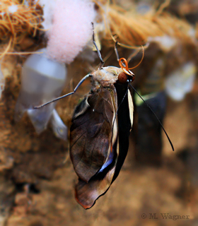 Catonephele numilia Weibchen gerade geschlüpft