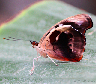 Catonephele-numilia-female Unterflügel