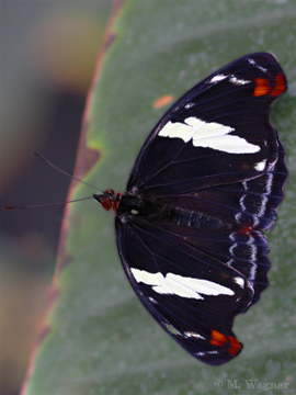 Catonephele-numilia-female