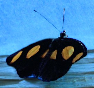 Catonephele numilia