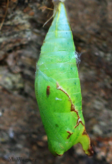 Catonephele numilia Puppe