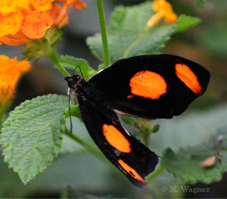 Catonephele-numilia an Lantana-camara