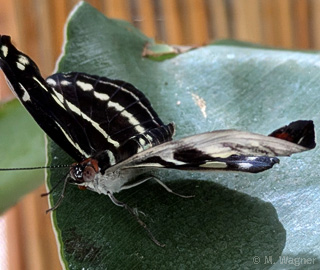 Catonephele-orites-Female