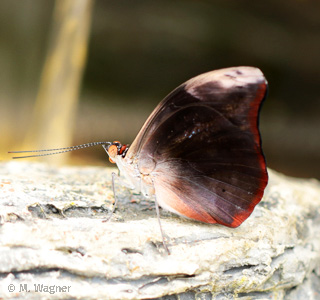 Catonephele orites Male