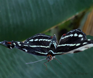 Catonephele-orites-frontal