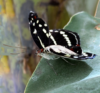 Catonephele-orites