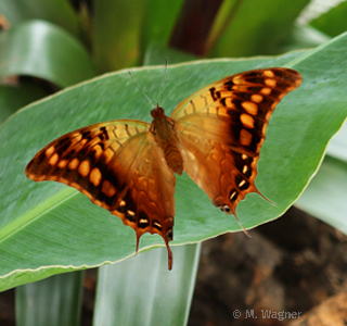 Charaxes-candiope-Male
