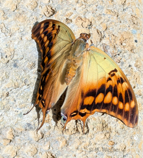 Charaxes-candiope-Weibchen