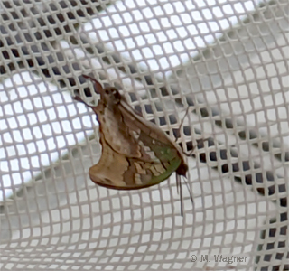 Charaxes-candiope-lateral
