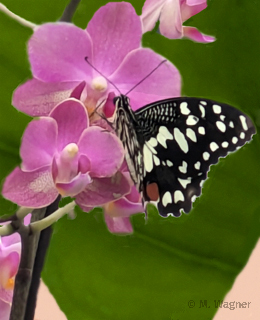 Papilio-demoleus an Oregano