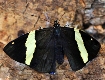 Mosaic-butterfly--Colobura-dirce