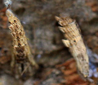 Colobura dirce Chrysalis