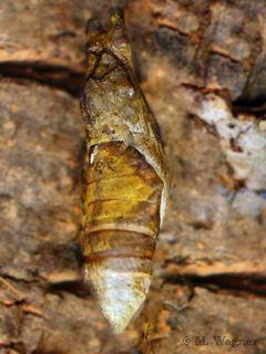 Common-Mormon_Chrysalis