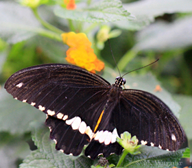 Common-Mormon_Lantana-camara