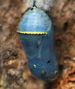 Danaus-chrysippus_Chrysalis