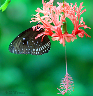 Euploea core an Hibiscus schizopetalus