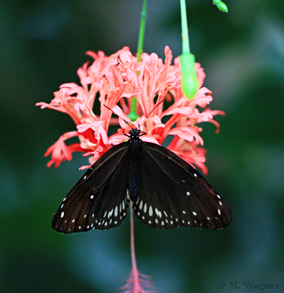 Euploea core an Hibiscus schizopetalus