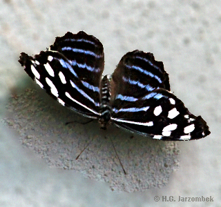 Oberflügel Fleck-Schillerfalter