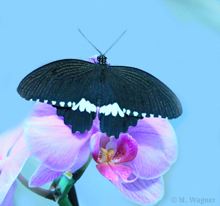Gemeiner-Mormone_Männchen
