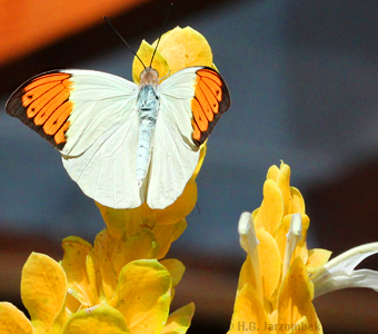 Grosser-Aurorafalter_Goldaehre-Pachystachys-lutea