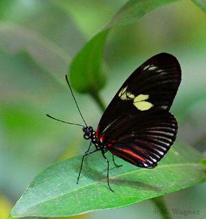 Heliconius-doris Falter