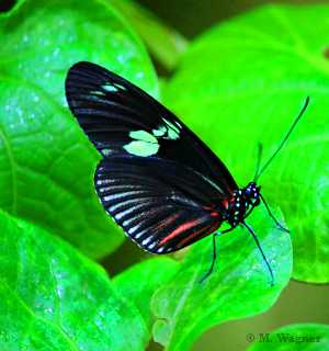 Heliconius-doris