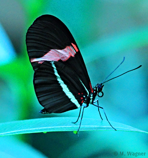 Heliconius-erato-petiverana