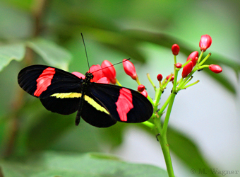 Heliconius erato saugt an Jatropa interrigima