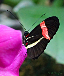 Heliconius-erato_Orchidee