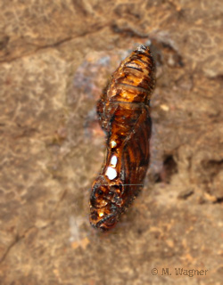 Heliconius-hecale-Chrysalis