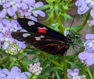 Heliconius melpomene
